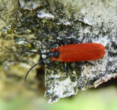 Rüssel-Rotdeckenkäfer (Lygistopterus sanguineus)-L. Klasing
