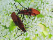 Paarung: Rüssel-Rotdeckenkäfer (Lygistopterus sanguineus)-L. Klasing