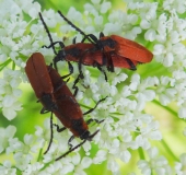 Paarung: Rüssel-Rotdeckenkäfer (Lygistopterus sanguineus)-L. Klasing