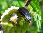 Schwarzer Schneckenjäger (Phosphuga atrata)-L. Klasing