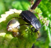 Schwarzer Schneckenjäger (Phosphuga atrata)-L. Klasing