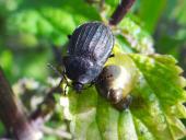 Schwarzer Schneckenjäger (Phosphuga atrata)-L. Klasing