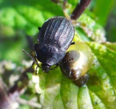 Schwarzer Schneckenjäger (Phosphuga atrata)-L. Klasing