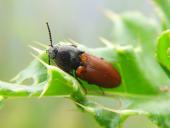 Roter Schnellkäfer (Ampedus sp.)-L. Klasing