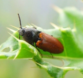 Roter Schnellkäfer (Ampedus sp.)-L. Klasing