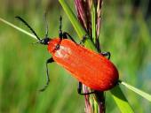 Scharlachroter Feuerkäfer (Pyrochroa coccinea)-L. Klasing
