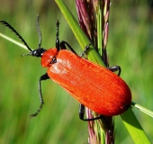 Scharlachroter Feuerkäfer (Pyrochroa coccinea)-L. Klasing