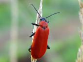 Scharlachroter Feuerkäfer (Pyrochroa coccinea)-L. Klasing