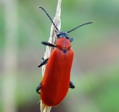 Scharlachroter Feuerkäfer (Pyrochroa coccinea)-L. Klasing