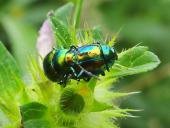 Ovaläugiger Blattkäfer (Chrysolina fastuosa)-L. Klasing