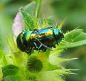 Ovaläugiger Blattkäfer (Chrysolina fastuosa)-L. Klasing