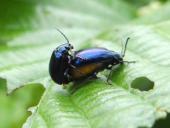 Blauer Erlenblattkäfer (Agelastica alni)-L. Klasing