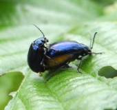 Blauer Erlenblattkäfer (Agelastica alni)-L. Klasing