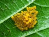 Eier: Blauer Erlenblattkäfer (Agelastica alni)-L. Klasing