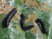 Raupe: Blauer Erlenblattkäfer (Agelastica alni)-L. Klasing