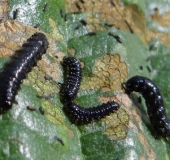 Raupe: Blauer Erlenblattkäfer (Agelastica alni)-L. Klasing