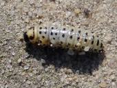 Larve: Pappelblattkäfer (Chrysomela populi)-L. Klasing