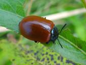 Pappelblattkäfer (Chrysomela populi)-L. Klasing