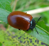 Pappelblattkäfer (Chrysomela populi)-L. Klasing