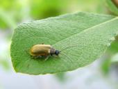 Braungelber Weidenblattkäfer (Lochmaea capreae)-L. Klasing