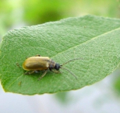 Braungelber Weidenblattkäfer (Lochmaea capreae)-L. Klasing