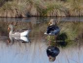 Alter Torfstich im Emsdettener Venn: Graugans (Anser anser)-L. Klasing