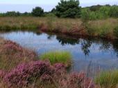 Alter Torfstich im Emsdettener Venn-L. Klasing