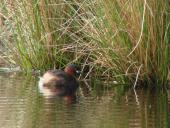 Alter Torfstich im Emsdettener Venn: Zwergtaucher (Tachybaptus ruficollis)-L. Klasing