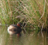 Alter Torfstich im Emsdettener Venn: Zwergtaucher (Tachybaptus ruficollis)-L. Klasing