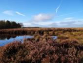 Alter Torfstich im Emsdettener Venn-L. Klasing