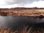 Alter Torfstich im Emsdettener Venn-L. Klasing