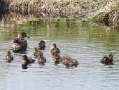 Alter Torfstich: Krickente (Anas crecca) mit ihrem Nachwuchs-L. Klasing