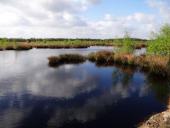 Alter Torfstich im Emsdettener Venn-L. Klasing