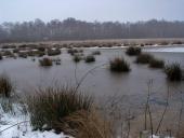 Alter Torfstich im Emsdettener Venn-L. Klasing