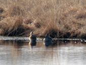 Alter Torfstich im Emsdettener Venn: Schnatterente (Anas strepera)-L. Klasing