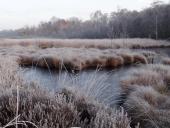 Alter Torfstich im Emsdettener Venn-L. Klasing