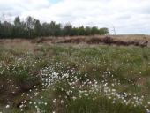 Alter Torfstich im Emsdettener Venn mit Scheiden Wollgras (Eriophorum vaginatum)-L. Klasing