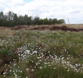 Alter Torfstich im Emsdettener Venn mit Scheiden Wollgras (Eriophorum vaginatum)-L. Klasing