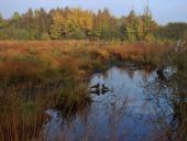 Alter Torfstich im Emsdettener Venn-L. Klasing