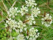Hainschwebfliege (Episyrphus balteatus)-L. Klasing