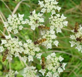 Hainschwebfliege (Episyrphus balteatus)-L. Klasing