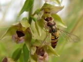 Hainschwebfliege W. (Episyrphus balteatus)-L. Klasing