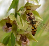 Hainschwebfliege W. (Episyrphus balteatus)-L. Klasing