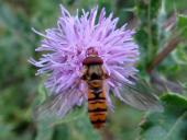 Hainschwebfliege M. (Episyrphus balteatus)-L. Klasing