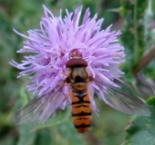 Hainschwebfliege M. (Episyrphus balteatus)-L. Klasing