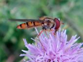 Hainschwebfliege M. (Episyrphus balteatus)-L. Klasing