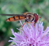 Hainschwebfliege M. (Episyrphus balteatus)-L. Klasing