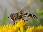 Späte Großstirnschwebfliege (Scaeva pyrasti)-L. Klasing