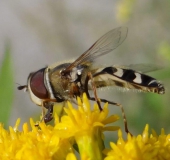 Späte Großstirnschwebfliege (Scaeva pyrasti)-L. Klasing