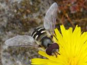 Späte Großstirnschwebfliege M.(Scaeva pyrasti)-L. Klasing